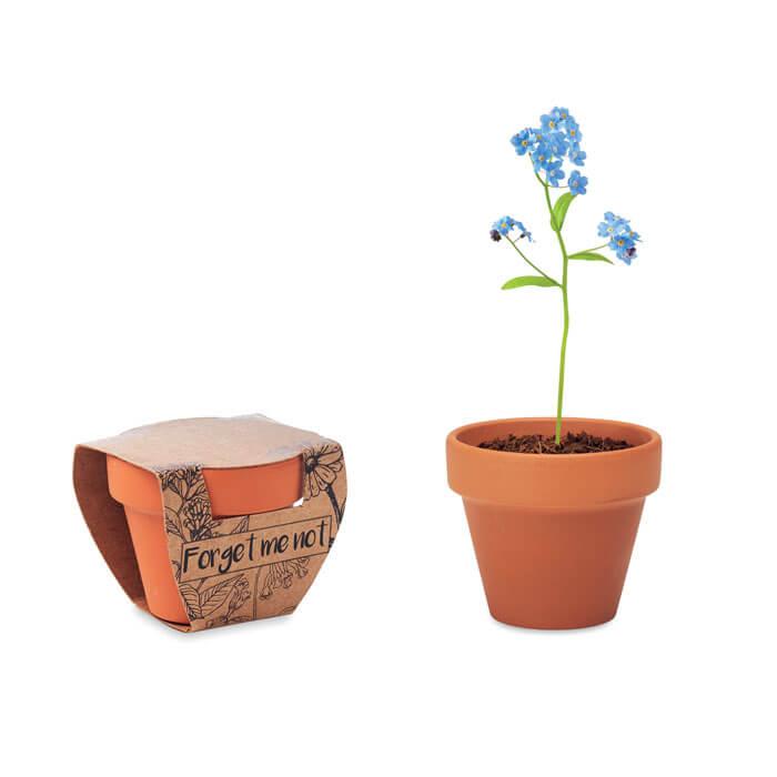 Vaso terracota 'miosótis'
